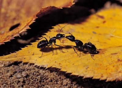 The Generation Of Ants: The Lives Of Ants - Wisdom's Webzine
