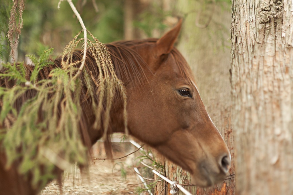 run like horse