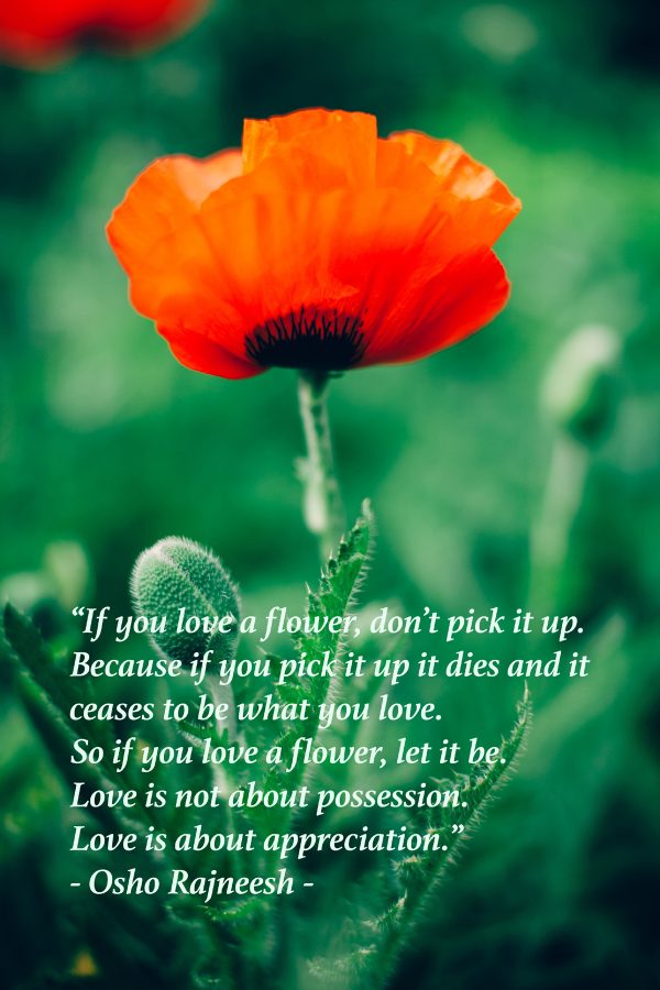 Osho Rajneesh's Quote - If You Love A Flower - Wisdom's Webzine