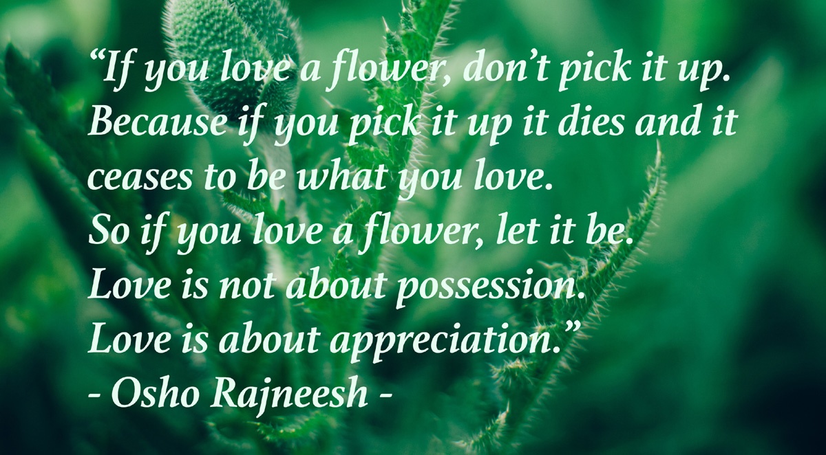 Osho Rajneesh’s Quote – If You Love A Flower